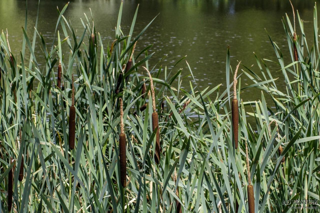 Palac Pod Kampinosem - Blisko Warszawy Leszno  Exteriér fotografie